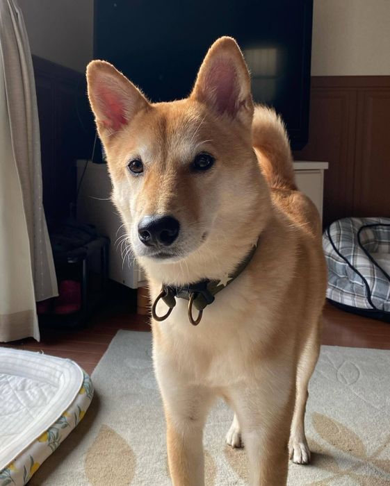 天気が晴れてご満悦な表情の犬