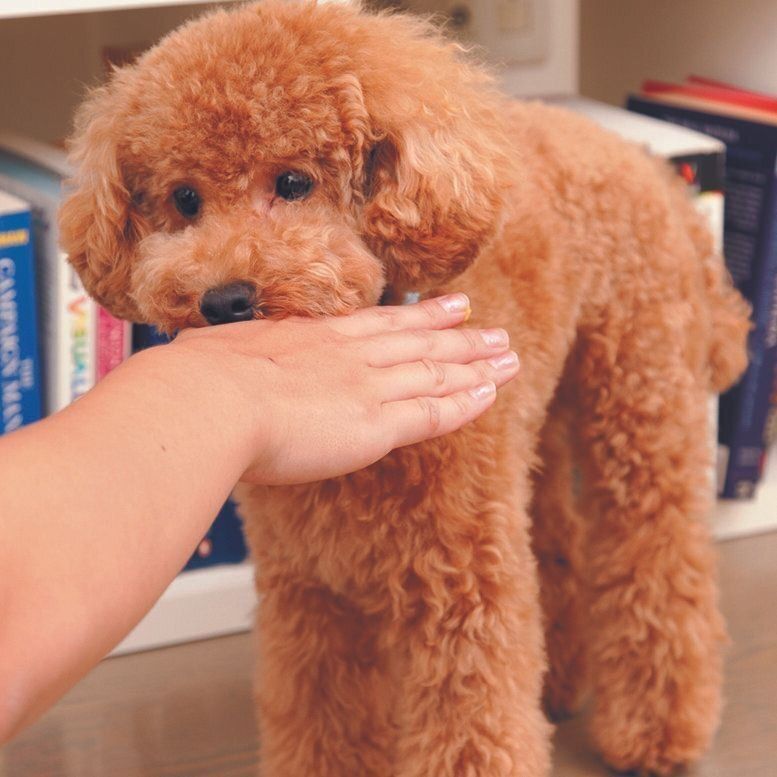 人を噛む習慣がつかないよう、噛んでいいおもちゃなどを与えよう