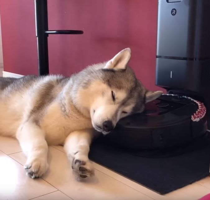 ルンバを枕にするシベリアン・ハスキー