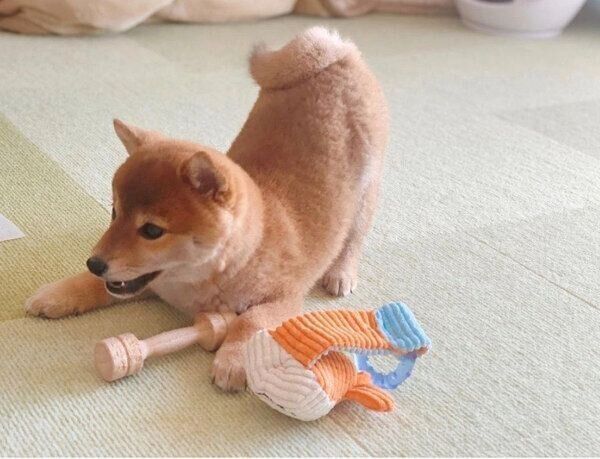 遊ぶぽたちゃん