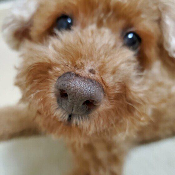 トイ・プードルのかわいい鼻
