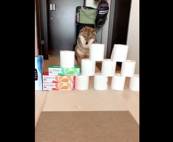 頑なに「トイレットペーパーチャレンジ」をしない花ちゃん