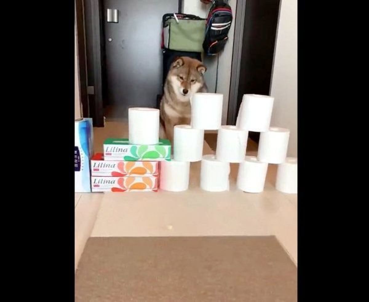 頑なに トイレットペーパーチャレンジ をしない犬 おやつを差し出すと いぬのきもちweb Magazine 頑なに トイレットペーパーチャレンジ をしない犬 おやつを差し出すと いぬのきもちweb Magazine