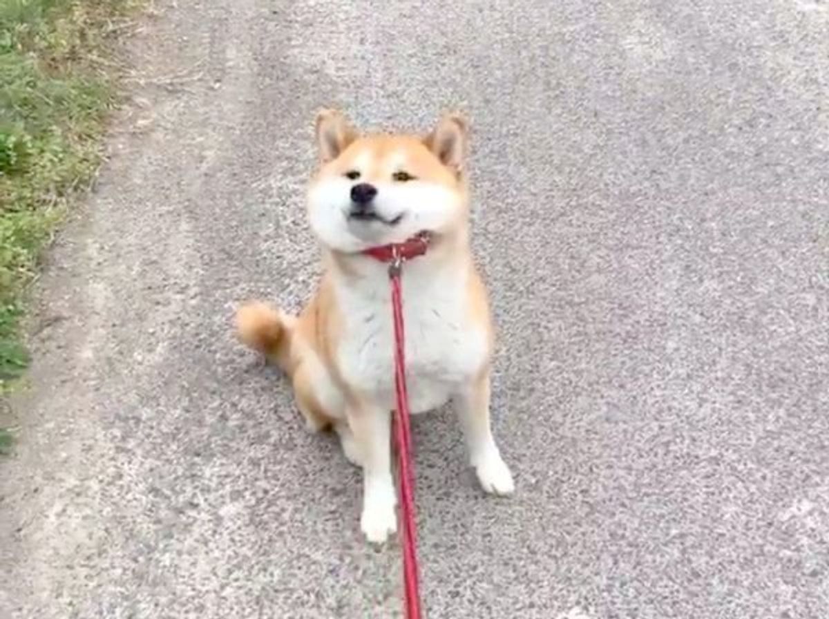 拒否柴 をする嫁を待っていたら 待ちくたびれた旦那柴が可愛い姿に いぬのきもちweb Magazine 拒否柴 をする嫁を待っていたら 待ちくたびれた旦那柴が可愛い姿に いぬのきもちweb Magazine