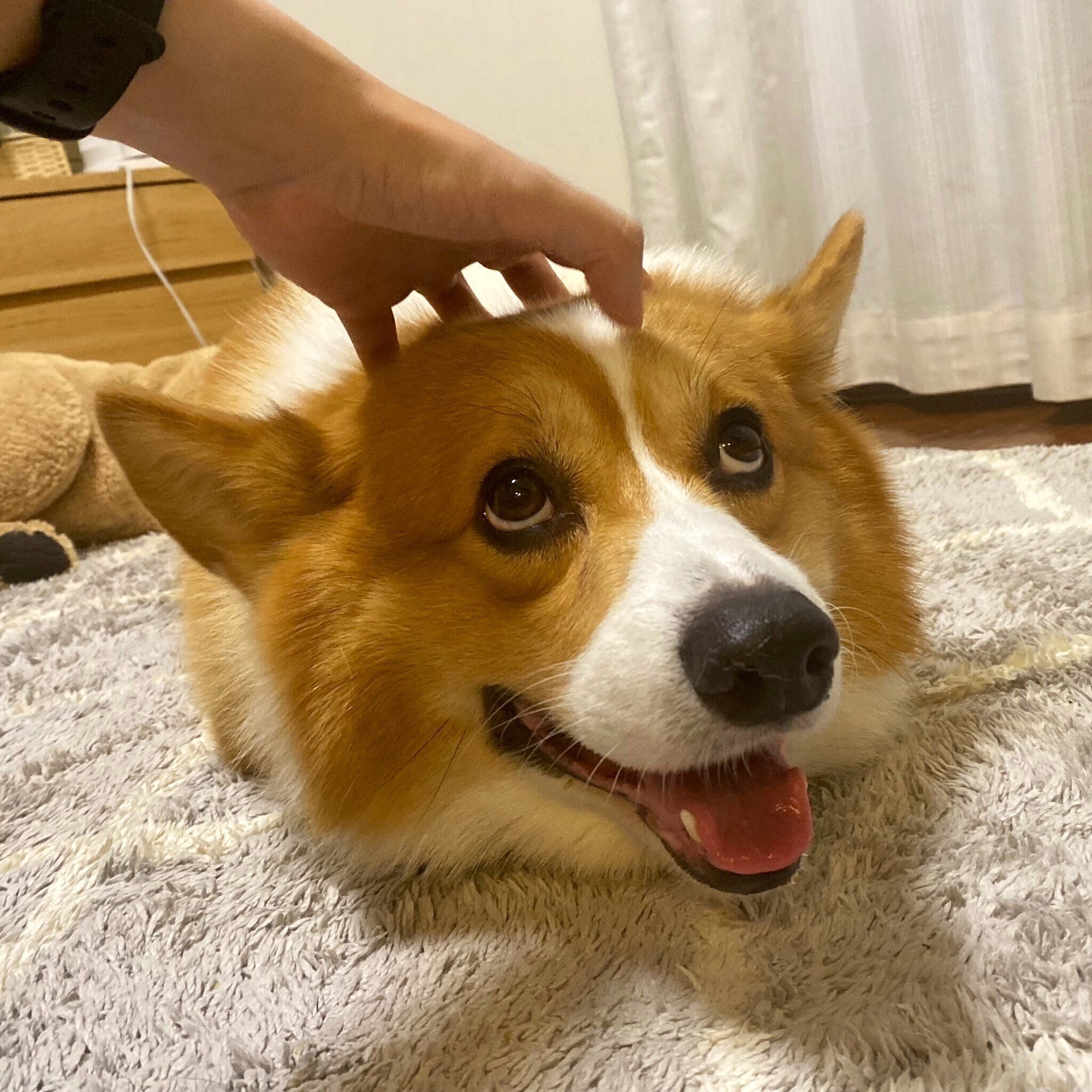 ナデナデをしてもらうラッキーくん