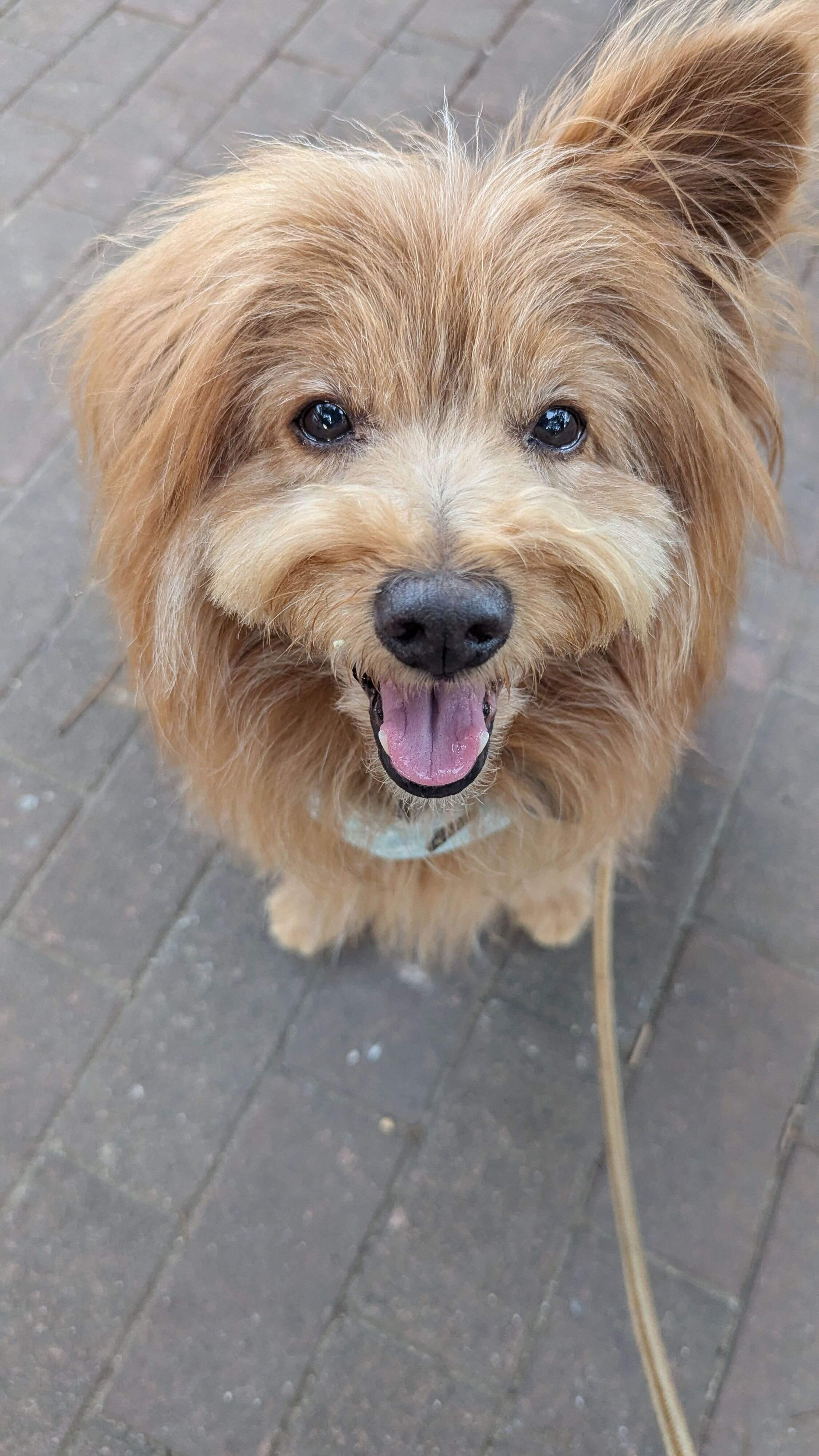 暑そうな犬の写真