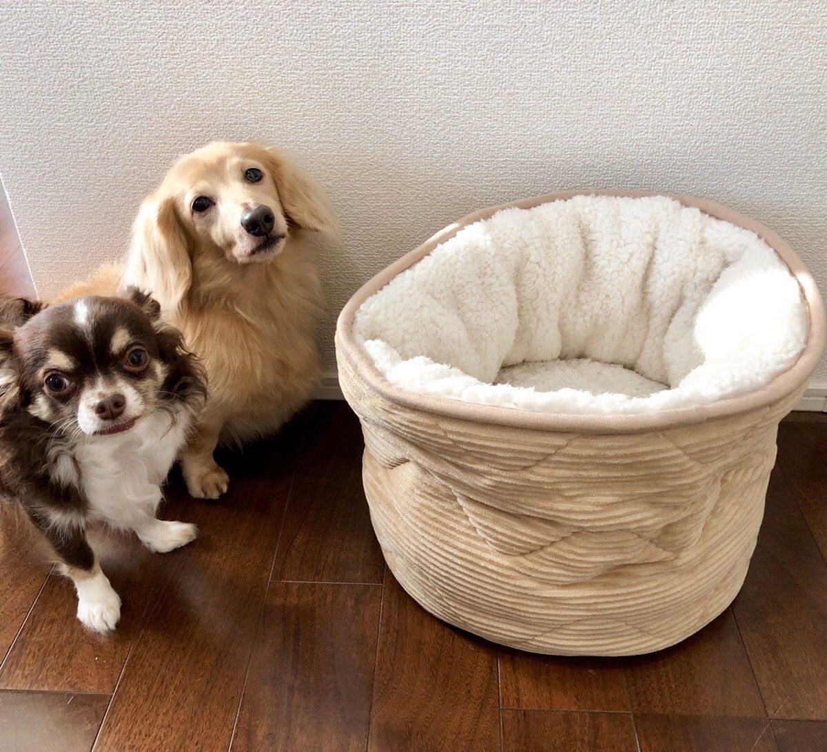 ニトリのペットベッドと2匹の犬