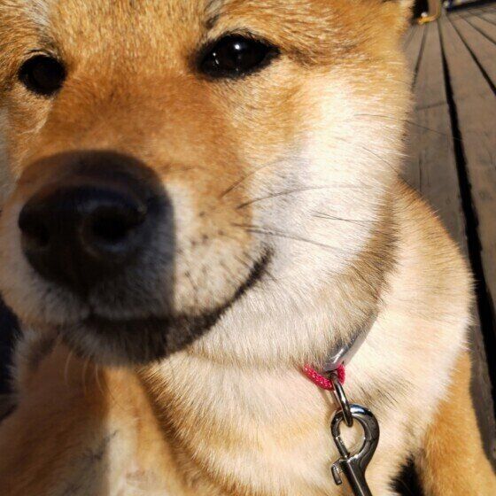 犬の体の「できもの」を早期に発見するために知っておきたいこと いぬのきもち