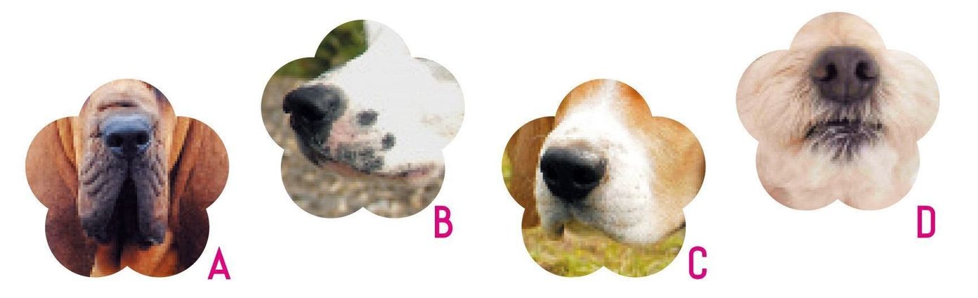 犬好きならチャレンジしてみたい 激ムズ犬種クイズ あなたは何問解ける いぬのきもちweb Magazine 犬好きならチャレンジしてみたい 激ムズ犬種クイズ あなたは何問解ける いぬのきもちweb Magazine