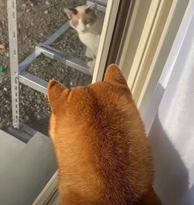 野良猫と犬