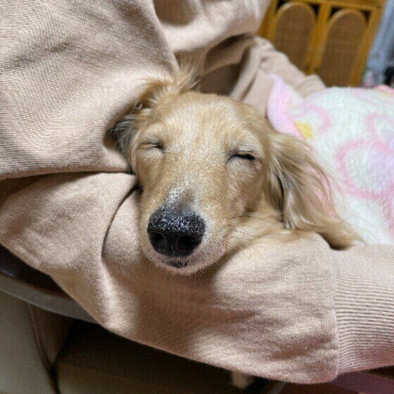 ピンクの布にくるまって眠っている薄茶色のミニチュア・ダックスフンドの顔アップ