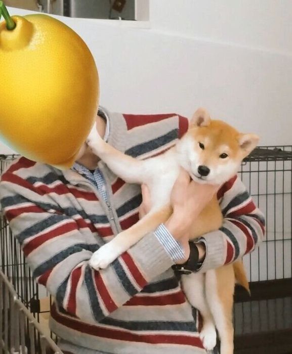 パパさんに抱っこされるおこげくん