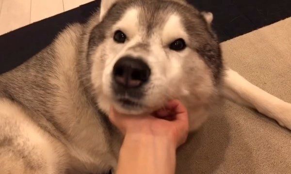 雑なお手をするシベリアン・ハスキー