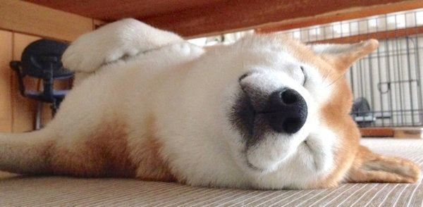 気持ちよさそうに眠るロペさん