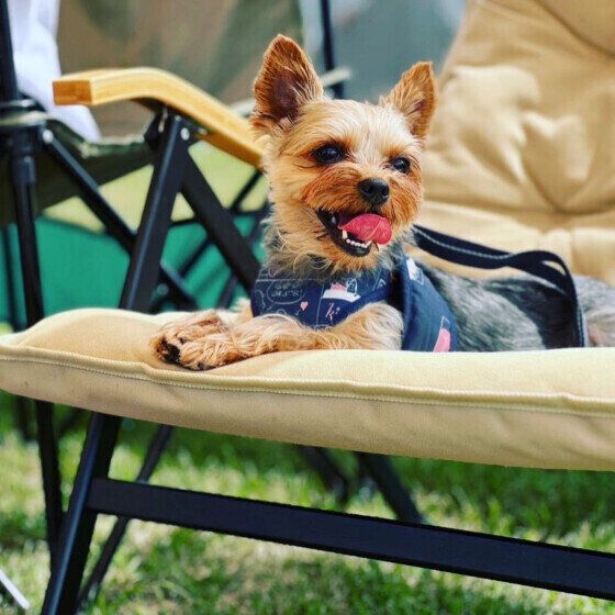 愛犬がアブやブヨなどの虫に刺されたらどうしたらいい? 獣医師に聞いてみた いぬのきもち