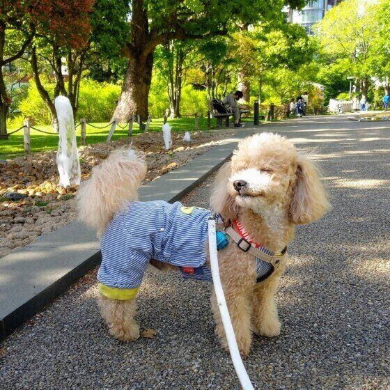 トイ・プードル