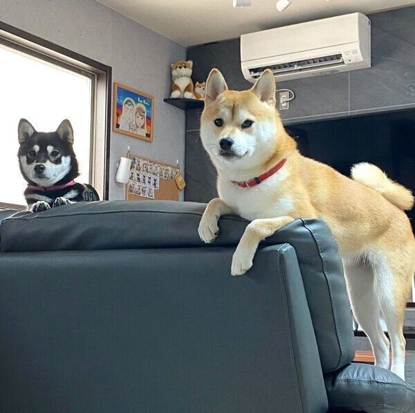 ガン見してくる豆ちゃんと小豆ちゃん