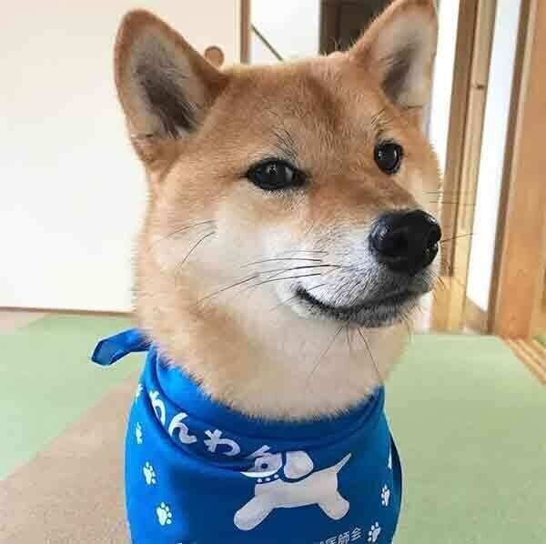 見つめる蘭丸くん