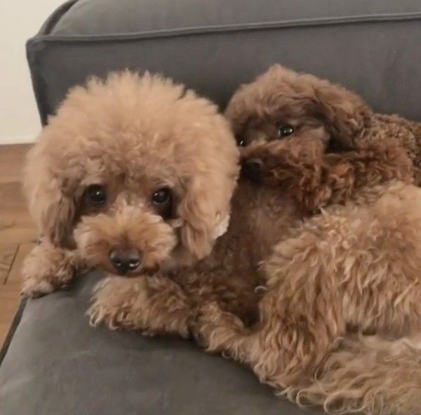 くっついて寝る犬