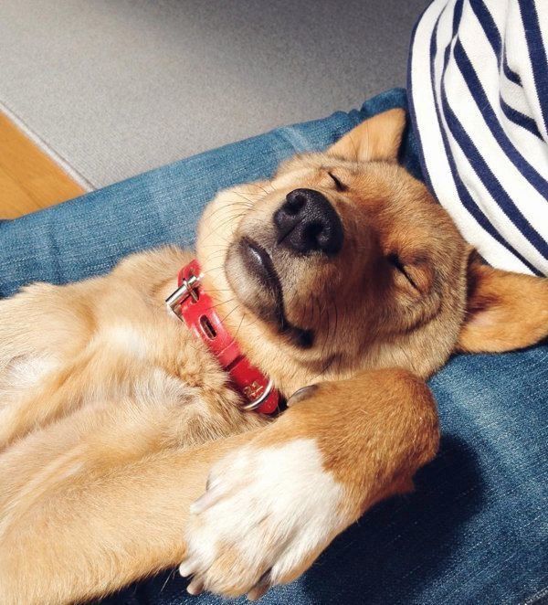 雑種の麦ちゃん