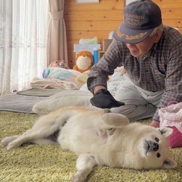 おじいちゃんにブラッシングされてご満悦のあいちゃん