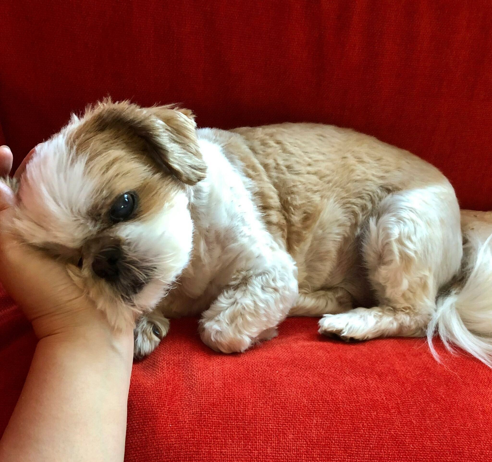 飼い主さんに甘える様子のちび太くん　「いろいろな表情を見せてくれるコです」と飼い主さんが