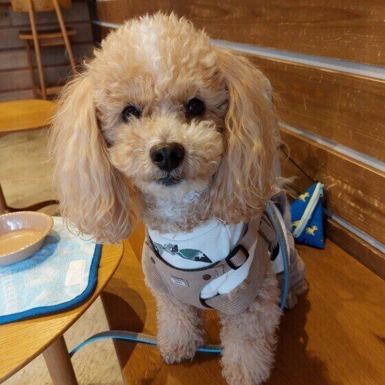 トイ・プードルのハービーちゃん