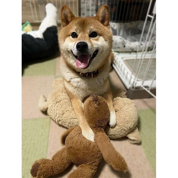 ぬいぐるみで遊ぶかぼすくん