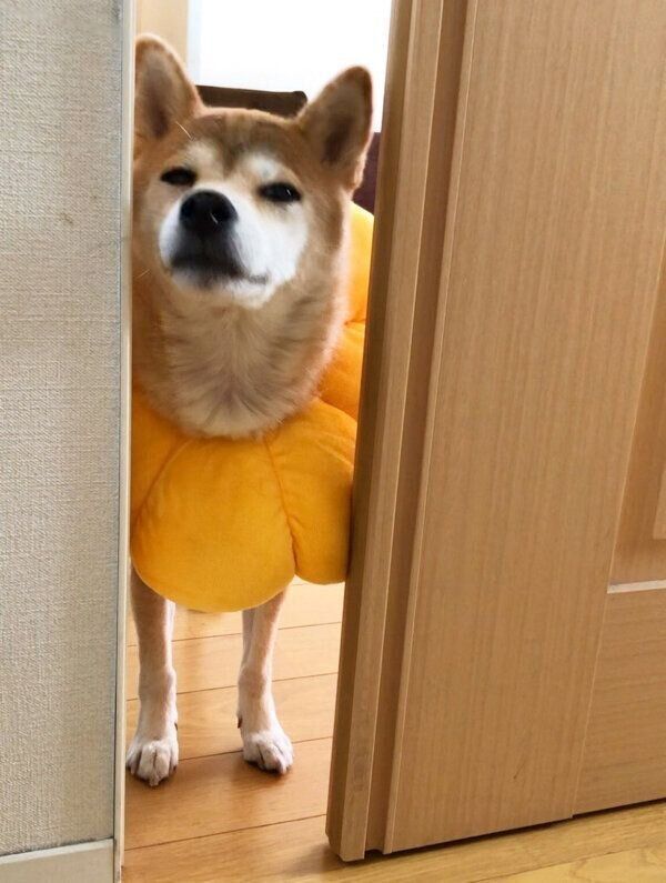 見つめるももちゃん