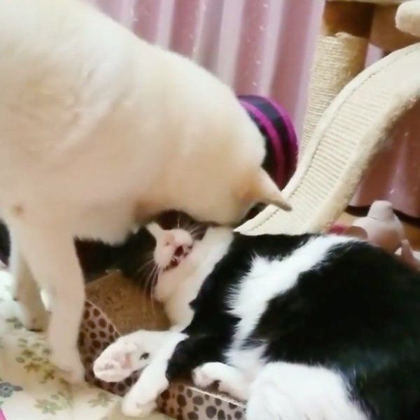 じゃれ合う柴犬と猫