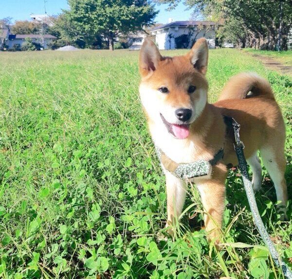 お散歩するこむぎくん