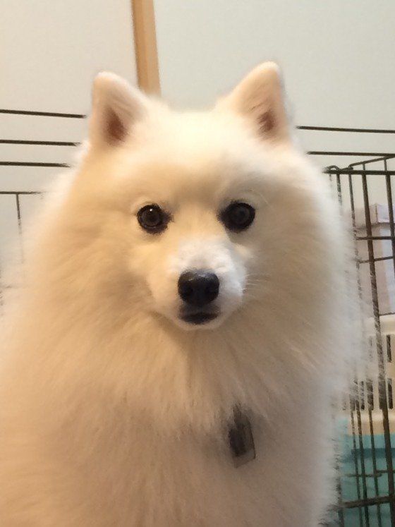 日本スピッツのチロくん