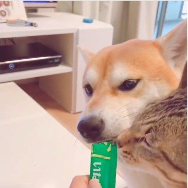 ワンちゃん用ちゅ〜る