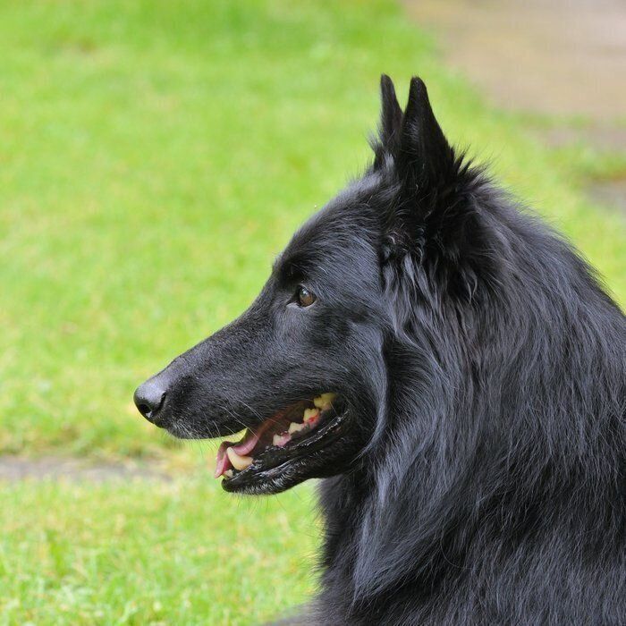 ベルジアン・シェパード・ドッグ・グローネンダール