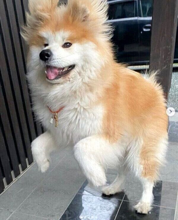 躍動感がスゴいボブくん