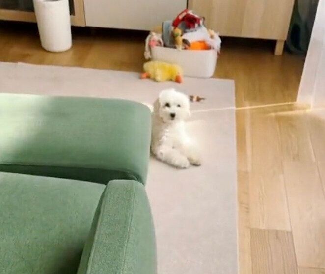 飼い主さんのことを見つめるまるこちゃん