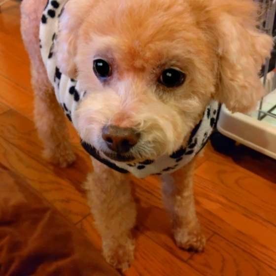 見つめるトイ・プードル