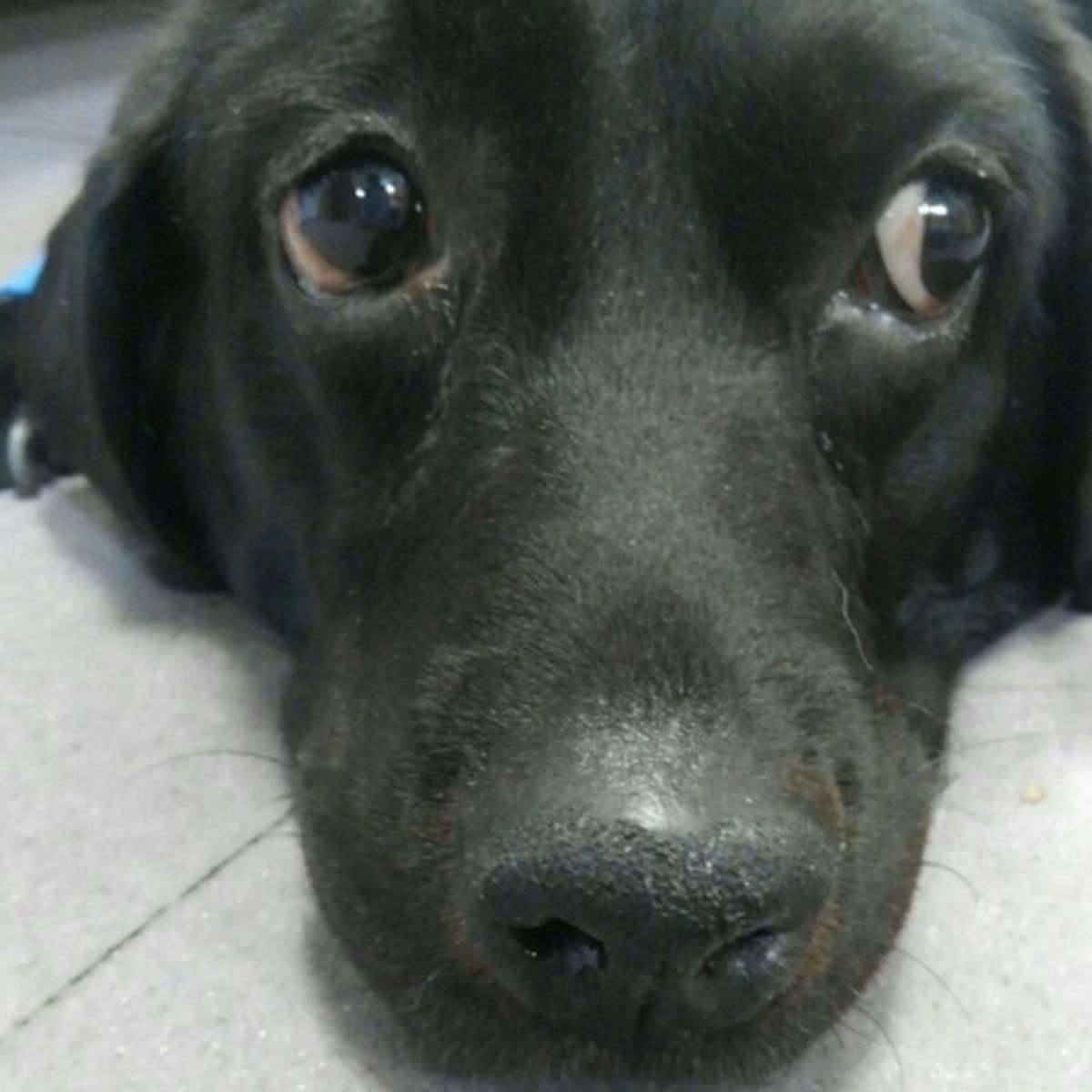 獣医師監修 犬の フィラリア症 の症状と治療 予防薬の注意点は いぬのきもちweb Magazine 獣医師監修 犬の フィラリア症 の症状と治療 予防薬の注意点は いぬのきもちweb Magazine