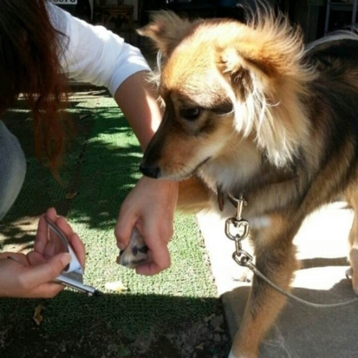 安全にワンちゃんの爪切りをする方法 すぐ試したい裏ワザとは いぬのきもちweb Magazine 安全にワンちゃんの爪切りをする方法 すぐ試したい裏ワザとは いぬのきもちweb Magazine