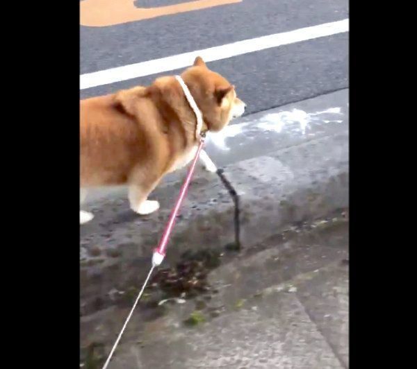 軽い足取りで歩くハナちゃん