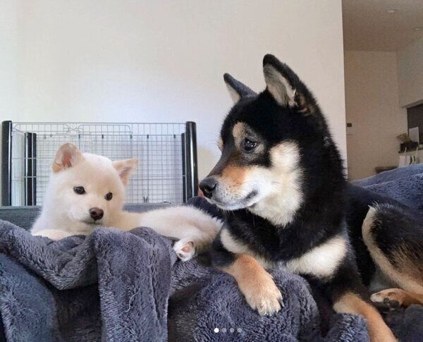 まったりする雪丸くん、小春ちゃん