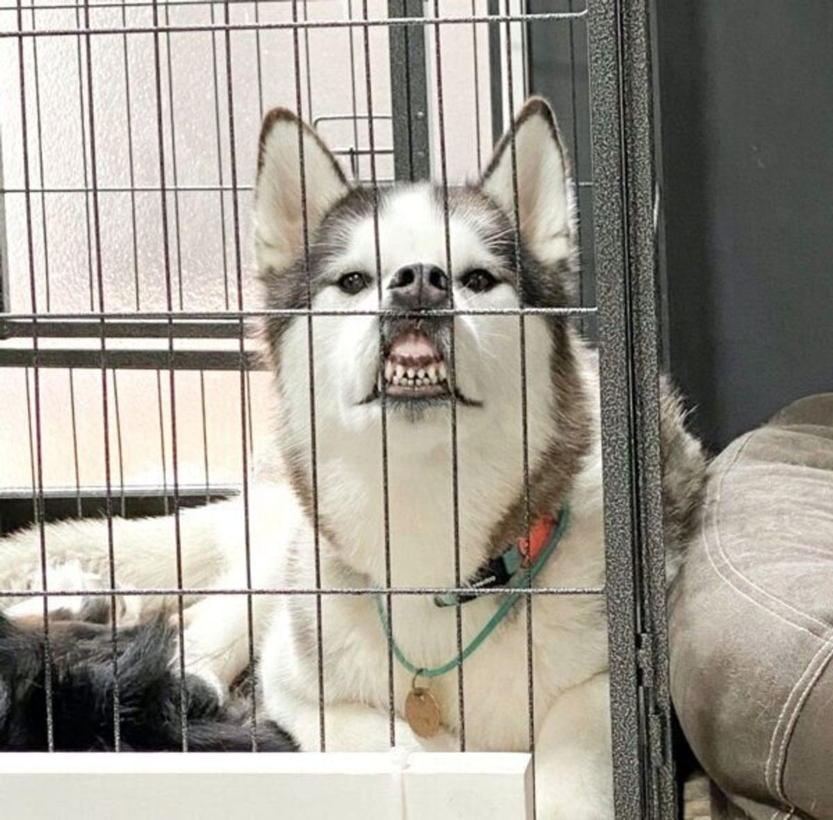 掃除中に愛犬を見たら 顔が大変なことに ツッコミ待ち をするようなハスキーに爆笑 いぬのきもちweb Magazine 掃除中に愛犬を見たら 顔が大変なことに ツッコミ待ち をするようなハスキーに爆笑 いぬのきもちweb Magazine