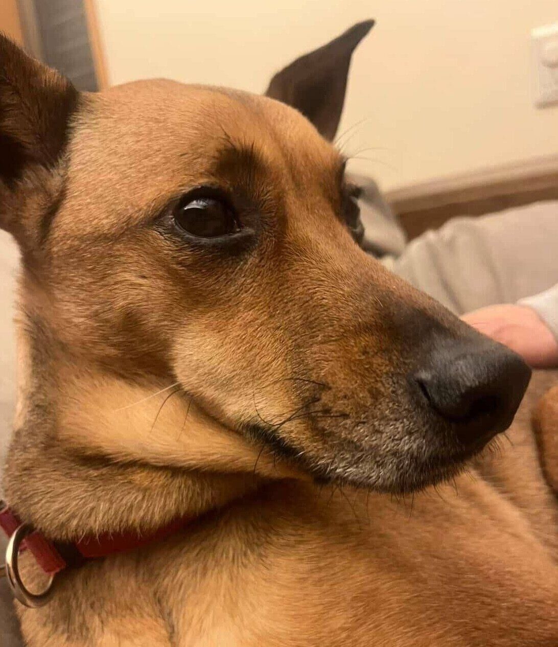 優しい表情をするハロちゃん