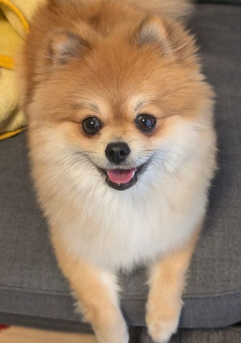 おりこうさんにお留守番していたぽてちくん