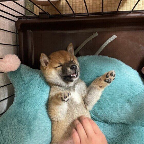 撫でるのをやめると催促する？犬の甘える行動の心理 いぬのきもち