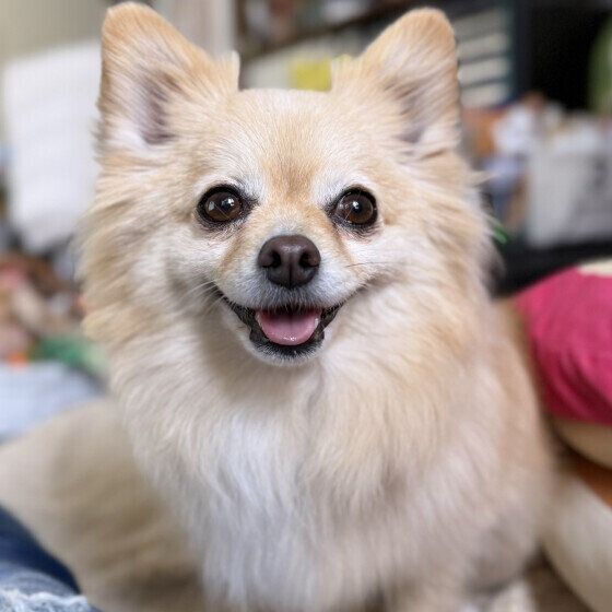 にっこり笑顔のワンちゃん