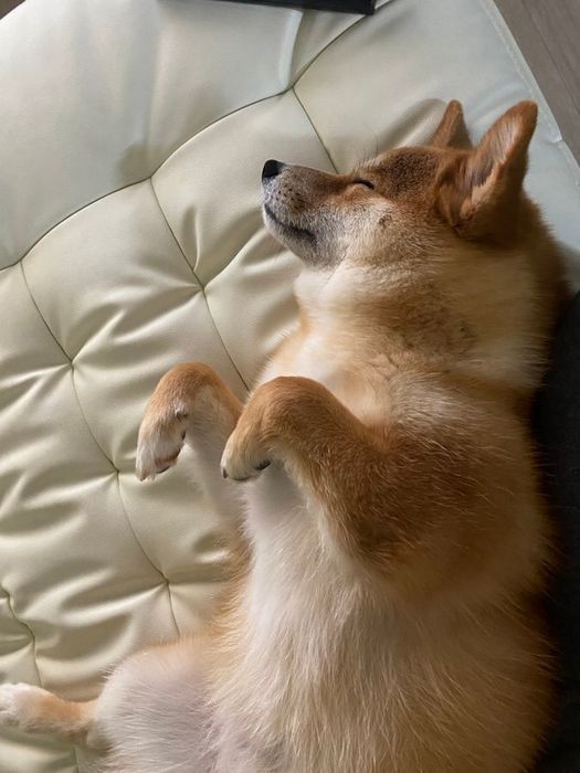 横向きで眠っている犬