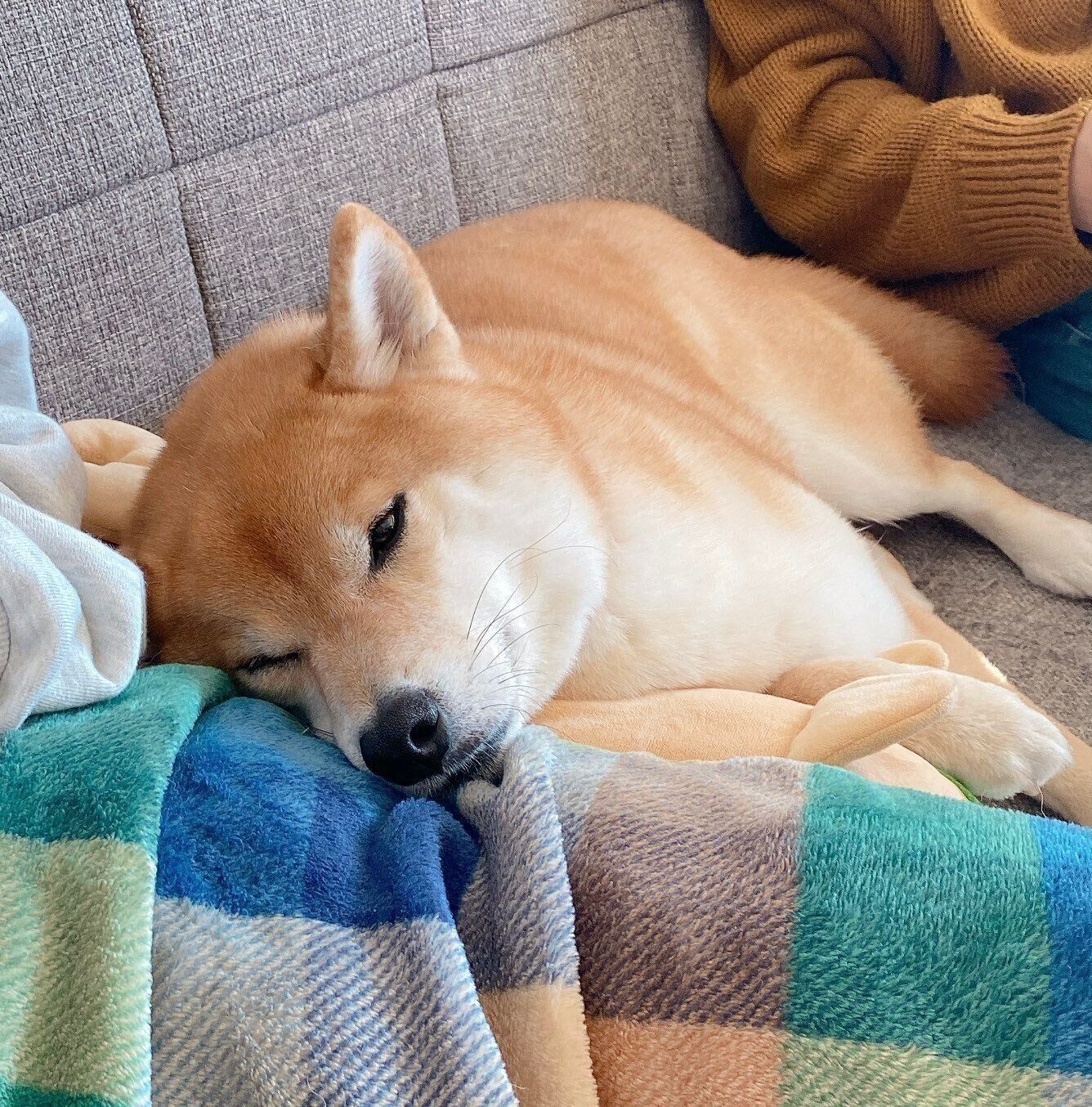 みんなに甘えるむぎちゃん