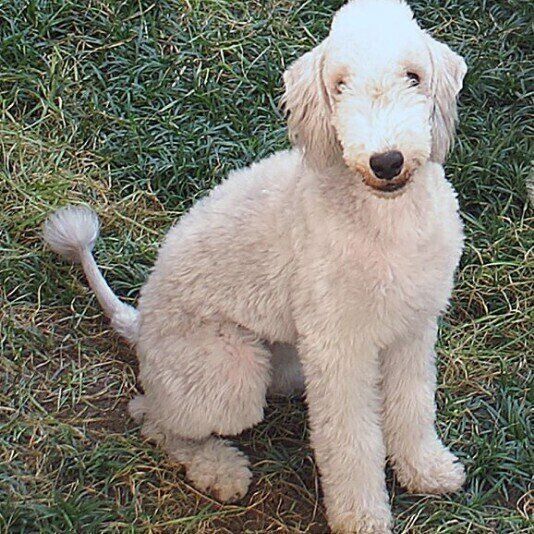 ベドリントン テリアの特徴 性格 最新価格と飼い方 いぬのきもち 犬図鑑 いぬのきもちweb Magazine