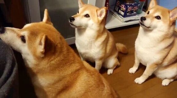 ガン見する柴犬一家